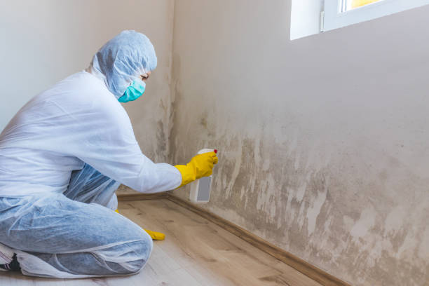 Mold Remediation specialist working in Petersburg